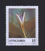 Crocus adamii Gay - 1991 godina